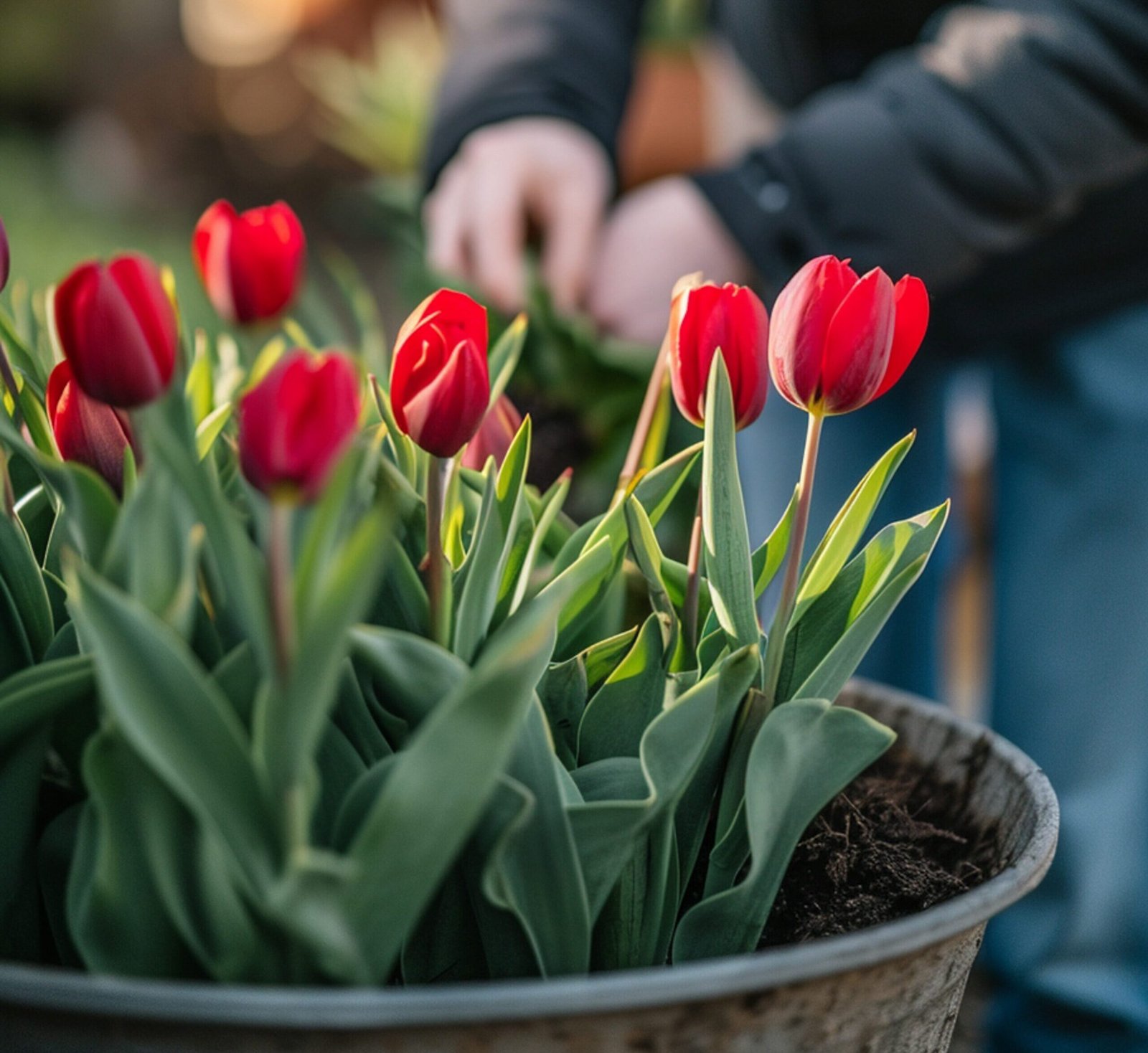 people planting beautiful tulip flowers